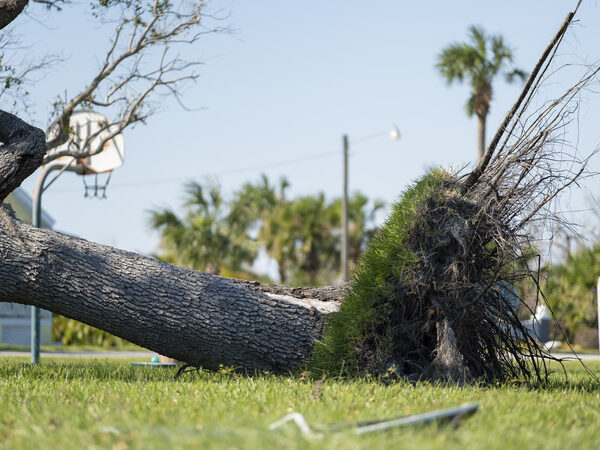 Storm clean up and debris removal in Cutler Bay, FL